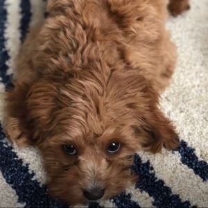 Meet your Posher, Nyla